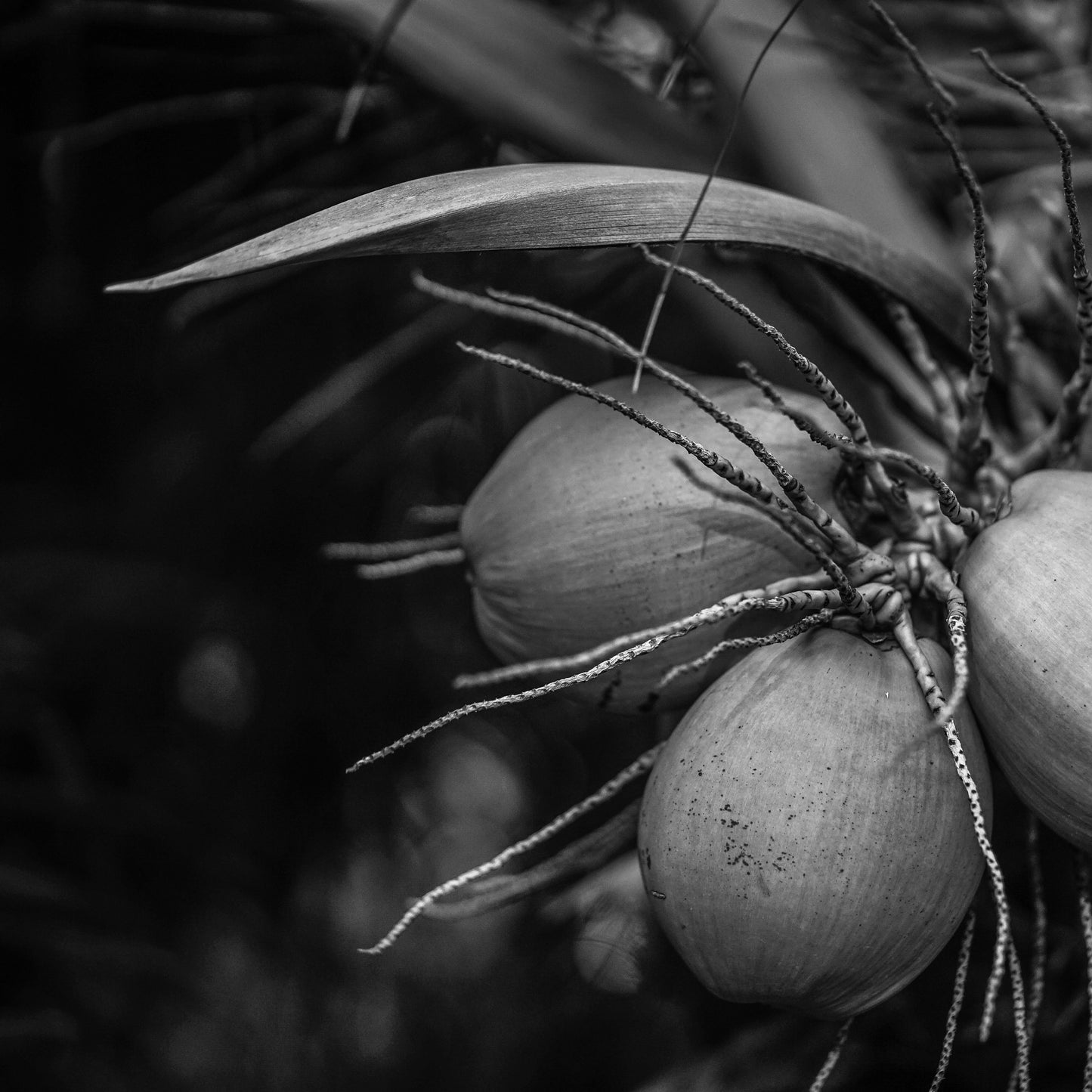 Hair Repair Treatment